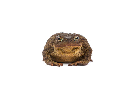 Forest toad Isolated on a white background. Green frogの写真素材