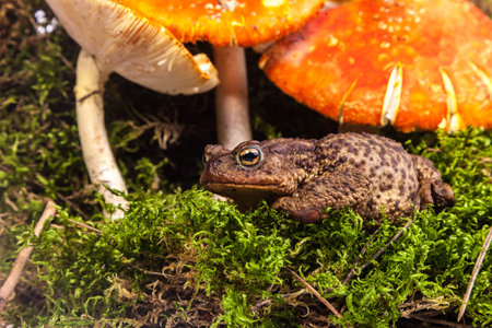 Toad is sitting on amanita in a forest