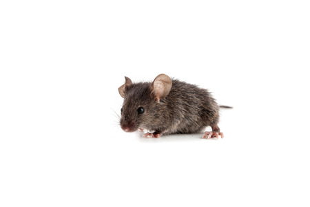 Small mouse isolated on a white backgroundの写真素材