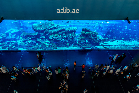 DUBAI, UAE - NOVEMBER 14: Aquarium in Dubai Mall - world's largest shopping mall , Downtown Burj Dubai November 14, 2012 in Dubai, United Arab Emiratesのeditorial素材