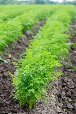 Green rows of carrot plants in an agricultural landscape.の写真素材