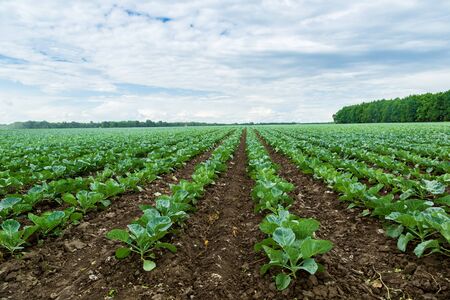 Landscape view of a freshly growing cabbage field.の写真素材