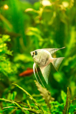 A green beautiful planted tropical freshwater aquarium with fish pterophyllum scalareの写真素材