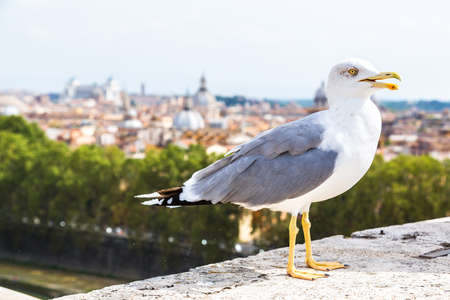 Seagull above Roman in a summer day in Italyの写真素材