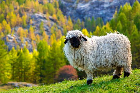Swiss Alps and Valais blacknose sheep nest to Zermatt  in Switzerlandの写真素材