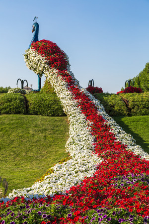 DUBAI, UAE - NOVEMBER 24 : Dubai miracle garden with over 45 million flowers in a sunny day on November 24, 2015, United Arab Emiratesのeditorial素材