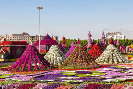 DUBAI, UAE - NOVEMBER 24 : Dubai miracle garden with over 45 million flowers in a sunny day on November 24, 2015, United Arab Emiratesのeditorial素材