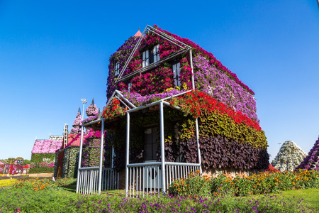 DUBAI, UAE - NOVEMBER 24 : Dubai miracle garden with over 45 million flowers in a sunny day on November 24, 2015, United Arab Emiratesのeditorial素材