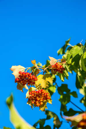 Branch of red berries (viburnum berries) in a summer dayの写真素材