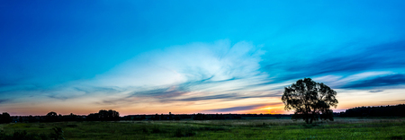 Beautiful sunrise over green field and single tree in a summer morningの写真素材