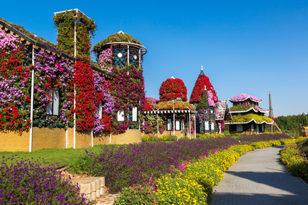 DUBAI, UAE - NOVEMBER 24 : Dubai miracle garden with over 45 million flowers in a sunny day on November 24, 2015, United Arab Emiratesのeditorial素材