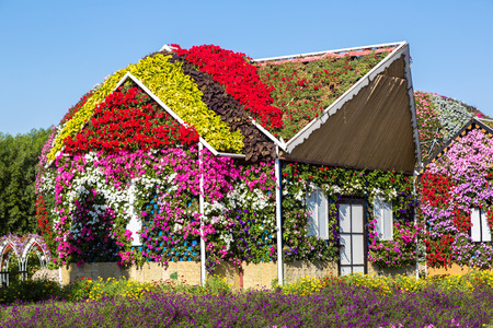 DUBAI, UAE - NOVEMBER 24 : Dubai miracle garden with over 45 million flowers in a sunny day on November 24, 2015, United Arab Emiratesのeditorial素材