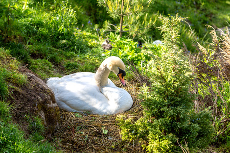 Swan in the nest hatching the egg  in a beautiful summer dayの写真素材