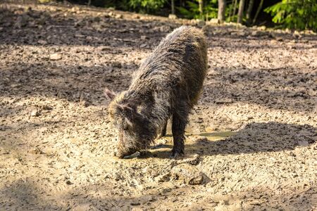 Wild boar in a forest in a beautiful summer dayの写真素材
