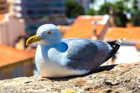 Seagull on a wall in Cannes in a beautiful summer day, Franceの写真素材