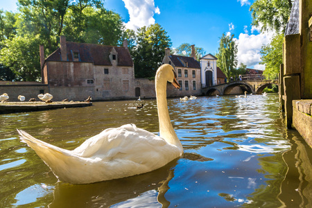 Swan in a canal in Bruges in a beautiful summer day, Belgiumの写真素材
