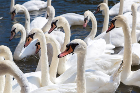 Swans in the river in Stratford-upon-Avon in a beautiful summer day, England, United Kingdomの写真素材