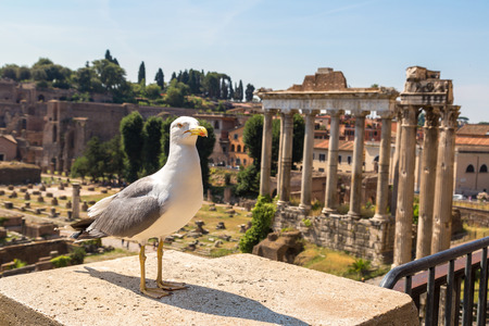 Seagull  and Ancient ruins of Forum  in a summer day in Rome, Italyの写真素材