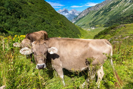 Cows grazing in Alps in a beautiful summer day, Switzerlandのeditorial素材
