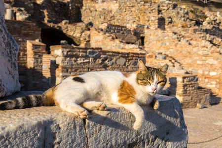 Cat on Ruins of the ancient city Ephesus, the ancient Greek city in Turkey, in a beautiful summer dayの写真素材
