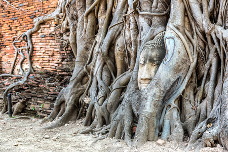 Ayutthaya Head of Buddha statue in tree roots, Wat Mahathat temple, Thailand in a summer dayの写真素材