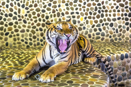 Tiger in zoo in Pattaya, Thailand in a summer dayの写真素材