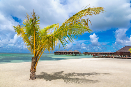 MALDIVES - JUNE 24, 2018: Palm tree at Tropical beach in the Maldives at summer dayのeditorial素材