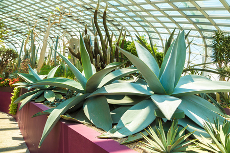 SINGAPORE - JUNE 23, 2018: Conservatory Flower Dome in Singapore at summer dayのeditorial素材