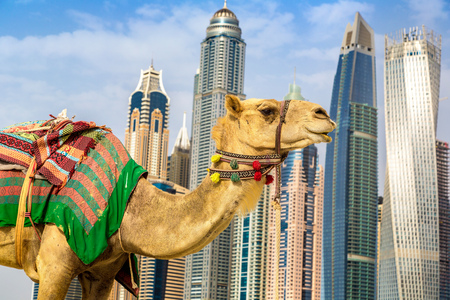 Camel in front of Dubai Marina in a summer day, United Arab Emiratesのeditorial素材