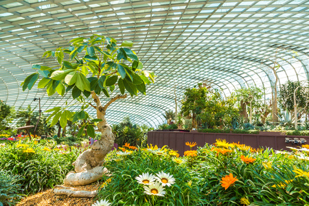 SINGAPORE - JUNE 23, 2018: Conservatory Flower Dome in Singapore at summer dayのeditorial素材