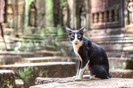 Cat in a Ta Som temple in complex Angkor Wat in Siem Reap, Cambodia in a summer dayの写真素材