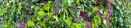 Panorama of Vertical garden with tropical green leaf and flowers. Nature background
