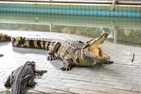Crocodile zoo in Pattaya, Thailand in a summer dayの写真素材