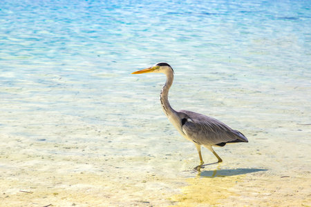 Heron at Tropical beach in the Maldives at summer dayの写真素材
