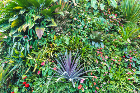 Vertical garden with tropical green leaf and flowers. Nature backgroundの写真素材