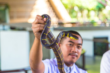 BANGKOK, THAILAND - MARCH 22, 2018: Demonstrates snake at snake serpentarium inside Thai Red Cross Society, Thailand, Bangkok in a summer dayのeditorial素材