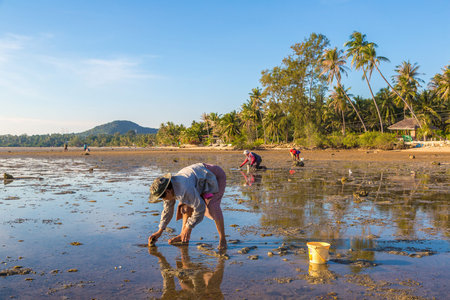 PHANGAN, THAILAND - MARCH 29, 2018: Woman clams harvested on Koh Phangan island, Thailand in a...