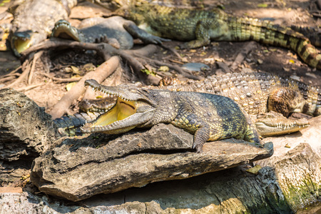 Crocodiles in Safari World Zoo in Bangkok in a summer dayの写真素材