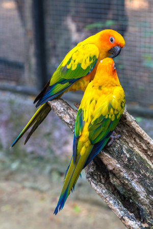Colorful parrots in Safari World Zoo in Bangkok in a summer day
