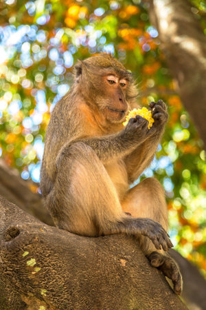 Monkey at the Monkey beach in Koh Phi Phi island, Thailand in a summer day