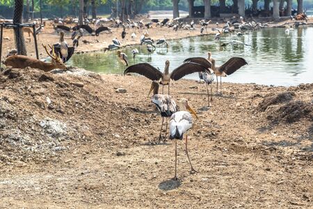 Birds in Safari World Zoo in Bangkok in a summer dayの写真素材