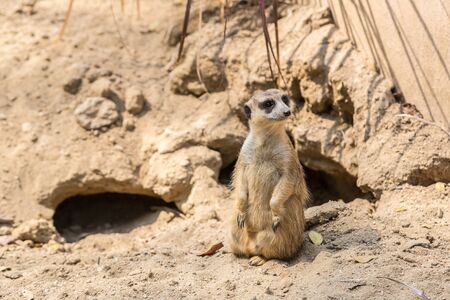 Cute close up Meerkat standing in a summer dayの写真素材