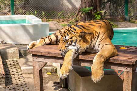 Big tiger in zoo in Chiang Mai, Thailand in a summer dayの写真素材
