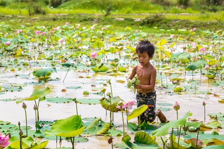 SIEM REAP, CAMBODIA - JUNE 11, 2018: Boy on lotus field at Lotus farm near Siem Reap, Cambodia in a summer dayのeditorial素材