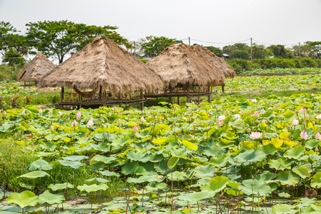 SIEM REAP, CAMBODIA - JUNE 11, 2018: Lotus farm near Siem Reap, Cambodia in a summer dayのeditorial素材