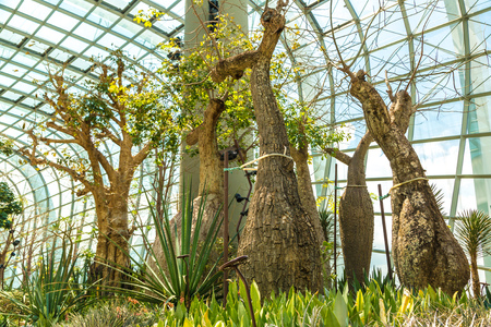 SINGAPORE - JUNE 23, 2018: Conservatory Flower Dome in Singapore at summer dayのeditorial素材