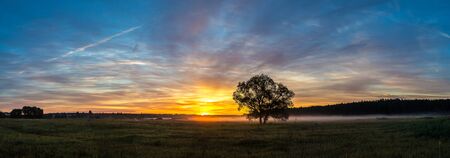Beautiful sunrise over green field and single tree in a summer morningの写真素材
