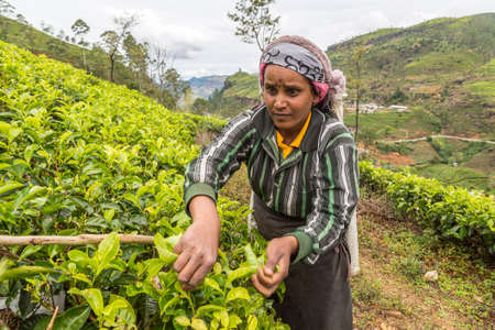 NUWARA ELIYA, SRI LANKA - FEBRUARY 15, 2020: Woman tea picker in tea plantation in Nuwara Eliya, Sri Lankaのeditorial素材