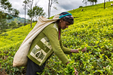 NUWARA ELIYA, SRI LANKA - FEBRUARY 15, 2020: Woman tea picker in tea plantation in Nuwara Eliya, Sri Lankaのeditorial素材