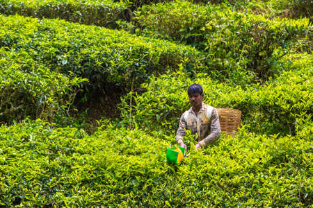 CAMERON HIGHLANDS, MALAYSIA - FEBRUARY 22, 2020: Worker picking tea leaves in tea plantation in Cameron Highlands, Malaysiaのeditorial素材